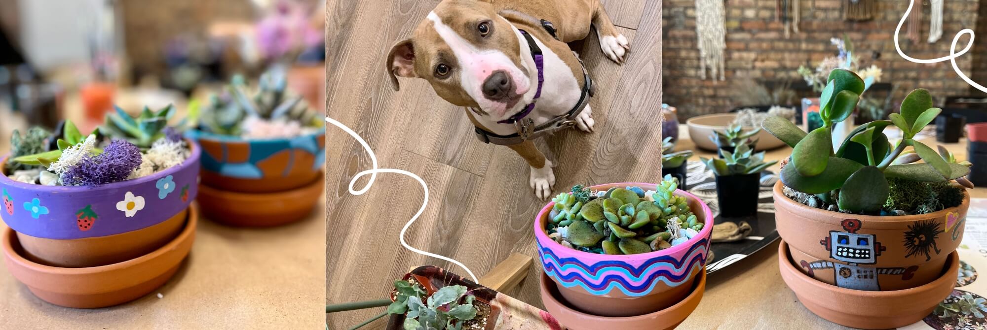 Terrarium Workshop for the Dogs - June 5