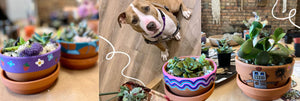Terrarium Workshop for the Dogs - June 5