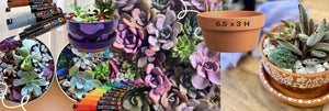 Terrarium Workshop for the Dogs - June 5