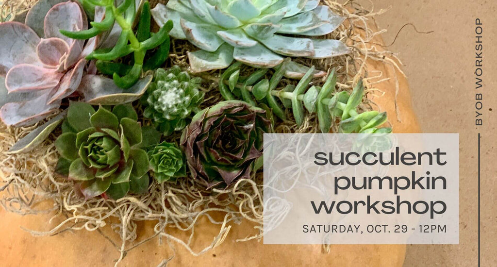 Succulent Pumpkin Workshop - Oct. 29